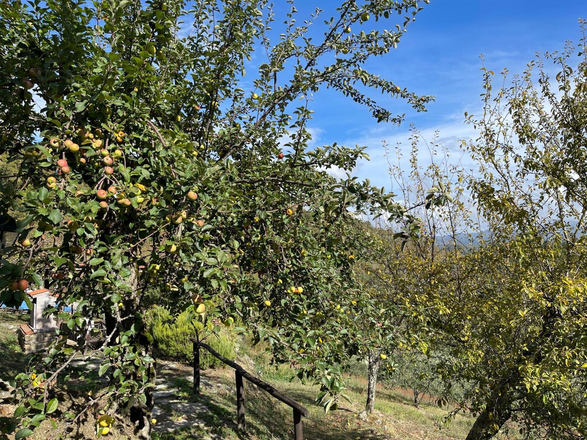 Bio Agriturismo Il Vigno Caprese Michelangelo Exterior photo