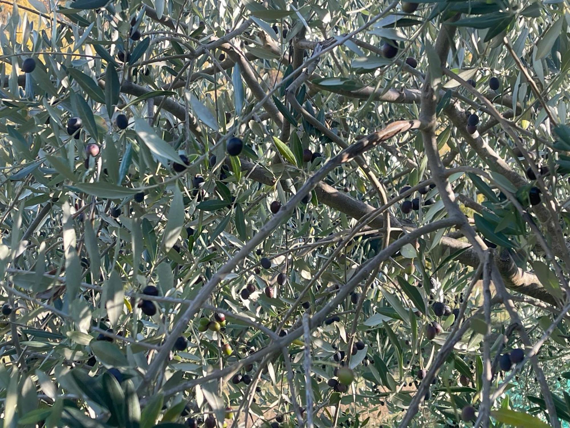 Bio Agriturismo Il Vigno Caprese Michelangelo Exterior photo